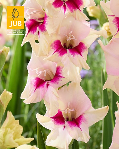 Gladiolus Amber Mistique-2 visi226974